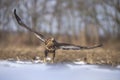 A buzzard takes off