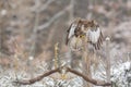 Buzzard taking charge of the fence post Royalty Free Stock Photo