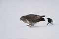A buzzard is teased by an European magpie.