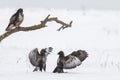 Buzzards standing on and fighting in snow covered field over prey in cold winter Royalty Free Stock Photo