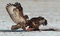 Buzzards competeing over food.