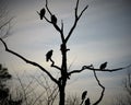 Buzzards in a dead tree