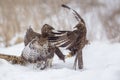 Buzzards fighting for dominance Royalty Free Stock Photo