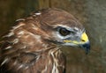 The Buzzards Profile Royalty Free Stock Photo