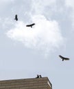 Buzzards on Roof Royalty Free Stock Photo