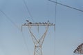 Buzzards and vultures of electric power 05 Royalty Free Stock Photo