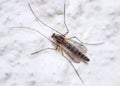 Buzzer midge Chironomus plumosus. Chironomus plumosus larvae are the most natural aquarium fish food