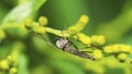 Buzzer Midge (Chironomus Plumosus) on a leaf