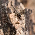 Buzzer midge (Chironomus plumosus)