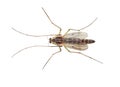 Buzzer midge Chironomus plumosus on white background. Chironomus plumosus larvae are the most natural aquarium fish food