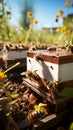 Buzzing apiary with bees in flight, landing on hive boards vibrant apiculture scene