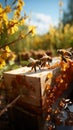 Buzzing apiary with bees in flight, landing on hive boards vibrant apiculture scene