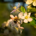 Buzzing Bee in the Spring