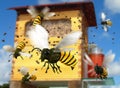 Buzzing Bee Hive Colony Closeup Royalty Free Stock Photo