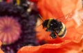 Buzzing bumble bee