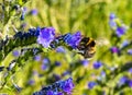 Buzzing bumblebee on a field of blue flowers
