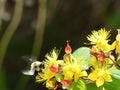 The buzzing of bumblebee wings as it sips nectar from a Hypericum flowering plant