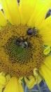 Buzzing bumblebees on a little sunflower