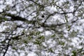 Buzzing bumblebees on the white flowers of flowering apple tree during spring. Royalty Free Stock Photo