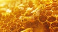 Golden Honeybees on Honeycomb with Baroque Energy