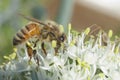 Buzzing the Leek Flowers