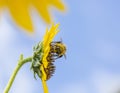 Buzzy All Day Collecting Pollen