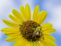 Buzzy Bee On A Beautiful Summer Day