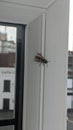 buzzy bee on window