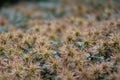 Buzzy burr Acaena magellanica, fruiting plants