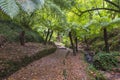 BuÃÆÃÂ§aco Forest in Portugal, with giant ferns