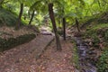 BuÃÂ§aco Forest in Portugal, with giant ferns Royalty Free Stock Photo