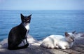 BW Cats Royalty Free Stock Photo