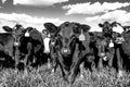 BW heifers in pasture Royalty Free Stock Photo