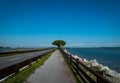 Bycycle path along calm mediterranean sea with single acacia tree in distance in Italy