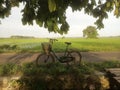a bycycle in the side of rice field Royalty Free Stock Photo