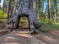 `Bygone Era`, Drive-thru Giant Sequoia Tunnel Tree, Tuolumne Grove, Yosemite Nat`l. Park, CA Royalty Free Stock Photo