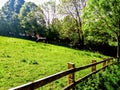 Byker  Farm Cow Royalty Free Stock Photo