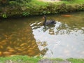 Byodo Temple Black Swan