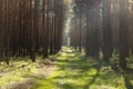 Bypath Through Forest Royalty Free Stock Photo
