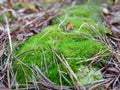 Byrum moss growing on rock on pine forest floor Royalty Free Stock Photo