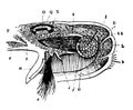 Byssus mantle and oviduct of the Mytilus vintage illustration