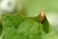 Byturus tomentosus beetle