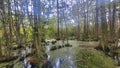 Swamp near new orleans