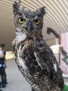 Owl wild owl posing free