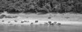 Lao water buffalows taking a bath at the Mekong River