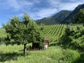 BÃÂ¼ndner Herrschaft region of Switzerland. Wine trail through the vineyards.