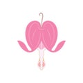 Spring flower isolated on white background. Asian bleeding heart, heart shaped pink and white flower, lyre flower, heart flower.