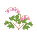 Asian flower isolated on white background with bleeding heart, heart shaped pink and white flower, lyre flower, heart flower. Royalty Free Stock Photo