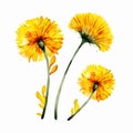 Watercolor Collection Of Dandelion Flowers Art For Your Artistic Projects AI Generated