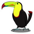 Black and Yellow Toucan standing with shadow. Black Yellow Bird. Birds from Different parts of World. Common Birds.